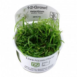Tropica 1-2-Grow! Helanthium tenellum 'Green'