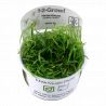Tropica 1-2-Grow! Helanthium tenellum 'Green'