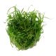 Tropica 1-2-Grow! Helanthium tenellum 'Green' 6,95 €