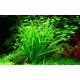 Tropica 1-2-Grow! Helanthium tenellum 'Green' 6,95 €