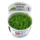 Tropica 1-2-Grow! Hemianthus callitrichoides 'Cuba' 6,95 €