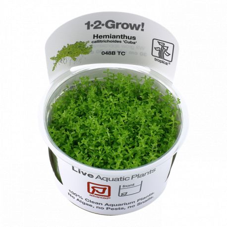 Tropica 1-2-Grow! Hemianthus callitrichoides 'Cuba'