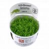 Tropica 1-2-Grow! Hemianthus callitrichoides 'Cuba'