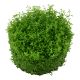 Tropica 1-2-Grow! Hemianthus callitrichoides 'Cuba' 6,95 €