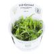 Tropica 1-2-Grow! Heteranthera zosterifolia
