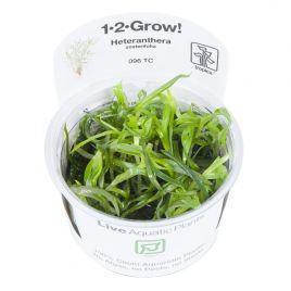 Tropica 1-2-Grow! Heteranthera zosterifolia 6,95 €