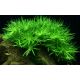 Tropica 1-2-Grow! Heteranthera zosterifolia 6,95 €