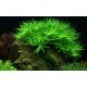 Tropica 1-2-Grow! Heteranthera zosterifolia 6,95 €