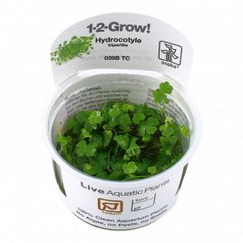 Tropica 1-2-Grow! Hydrocotyle tripartita 6,95 €