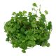 Tropica 1-2-Grow! Hydrocotyle tripartita 6,95 €