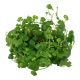 Tropica 1-2-Grow! Hydrocotyle tripartita