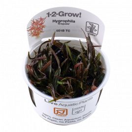 Tropica 1-2-Grow! Hygrophila 'Araguaia' 6,95 €