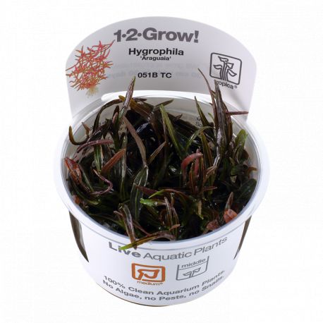 Tropica 1-2-Grow! Hygrophila 'Araguaia' 6,95 €