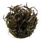 Tropica 1-2-Grow! Hygrophila 'Araguaia' 6,95 €