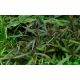 Tropica 1-2-Grow! Hygrophila 'Araguaia' 6,95 €