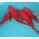 Comettes rouges 18-20 cm 14,50 €