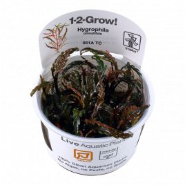 Tropica 1-2-Grow! Hygrophila pinnatifida 6,95 €