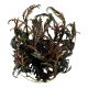 Tropica 1-2-Grow! Hygrophila pinnatifida 6,95 €