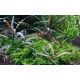 Tropica 1-2-Grow! Hygrophila pinnatifida 6,95 €