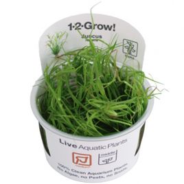 Tropica 1-2-Grow! Juncus repens 6,95 €