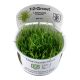 Tropica 1-2-Grow! Lilaeopsis brasiliensis 6,95 €