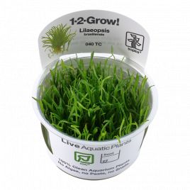 Tropica 1-2-Grow! Lilaeopsis brasiliensis 6,95 €