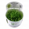 Tropica 1-2-Grow! Lilaeopsis brasiliensis