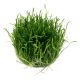 Tropica 1-2-Grow! Lilaeopsis brasiliensis 6,95 €