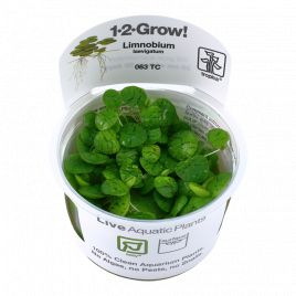 Tropica 1-2-Grow! Limnobium laevigatum