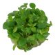 Tropica 1-2-Grow! Limnobium laevigatum 6,95 €