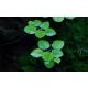 Tropica 1-2-Grow! Limnobium laevigatum 6,95 €