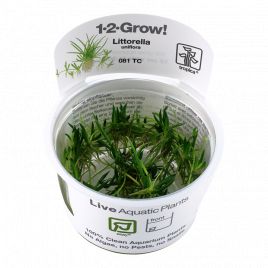 Tropica 1-2-Grow! Littorella uniflora 6,95 €