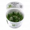 Tropica 1-2-Grow! Littorella uniflora