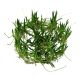 Tropica 1-2-Grow! Littorella uniflora 6,95 €