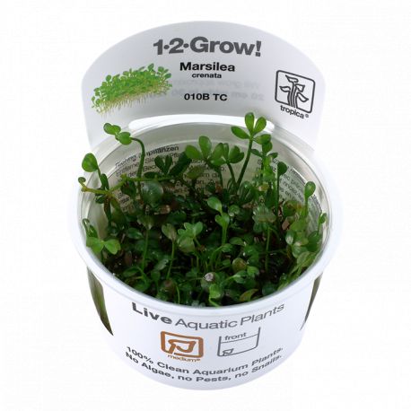 Tropica 1-2-Grow! Marsilea crenata