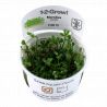 Tropica 1-2-Grow! Marsilea crenata