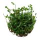 Tropica 1-2-Grow! Marsilea crenata 6,95 €