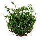 Tropica 1-2-Grow! Marsilea crenata