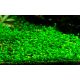 Tropica 1-2-Grow! Marsilea crenata