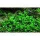 Tropica 1-2-Grow! Marsilea hirsuta 6,95 €