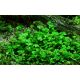 Tropica 1-2-Grow! Marsilea hirsuta