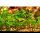 Tropica 1-2-Grow! Marsilea hirsuta 6,95 €