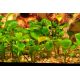 Tropica 1-2-Grow! Marsilea hirsuta