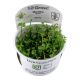 Tropica 1-2-Grow! Marsilea hirsuta