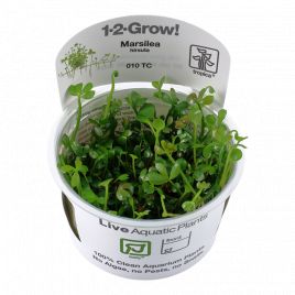 Tropica 1-2-Grow! Marsilea hirsuta