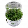 Tropica 1-2-Grow! Marsilea hirsuta
