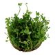 Tropica 1-2-Grow! Marsilea hirsuta