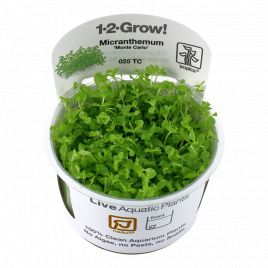 Tropica 1-2-Grow! Micranthemum 'Monte Carlo' 6,95 €