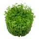 Tropica 1-2-Grow! Micranthemum 'Monte Carlo'