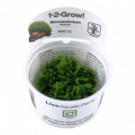 Tropica 1-2-Grow! Monosolenium tenerum